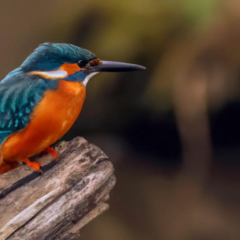 Eisvogel im Flug.