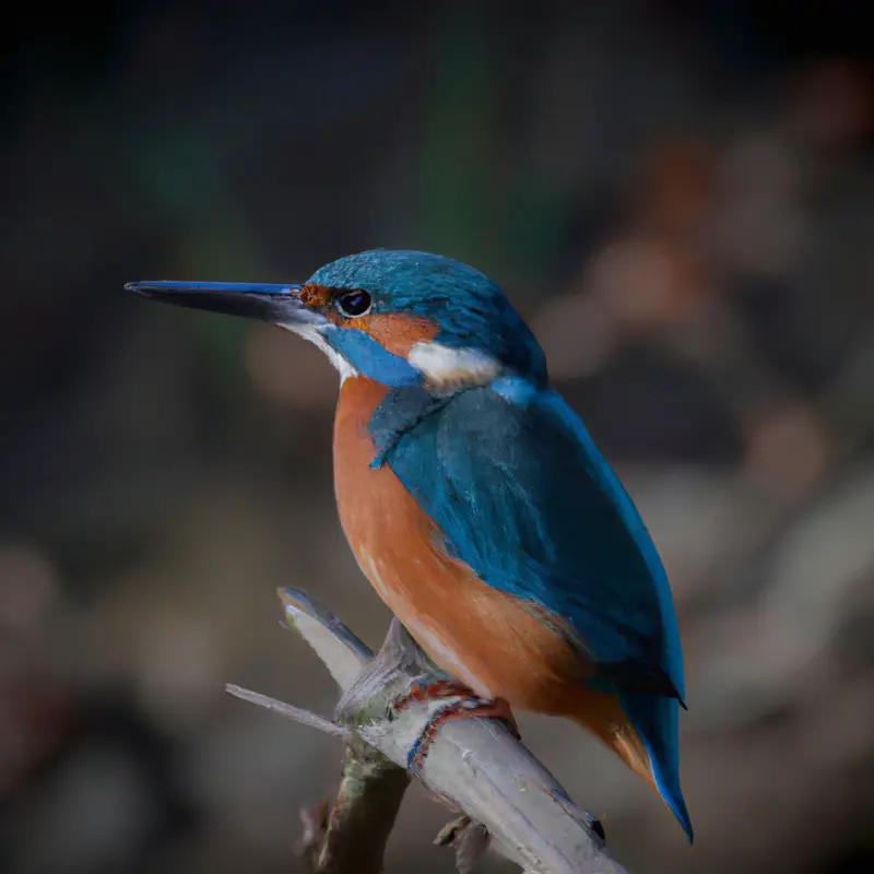 Eisvogel im Flug