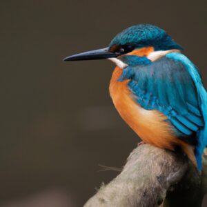 Eisvogel im Flug