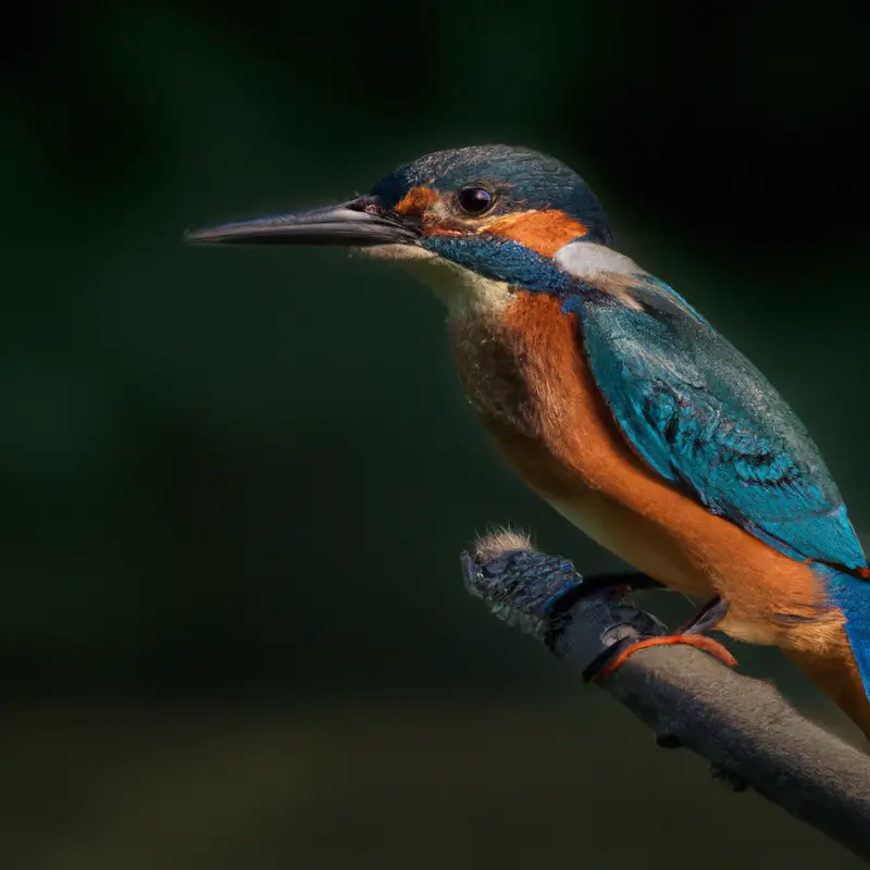 Eisvogel im Flug.