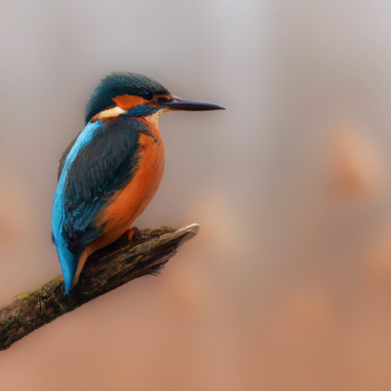 Eisvogel im Flug.