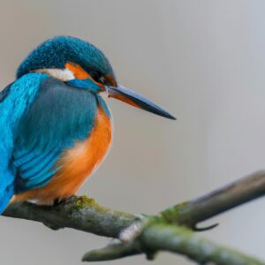 Eisvogel im Flug