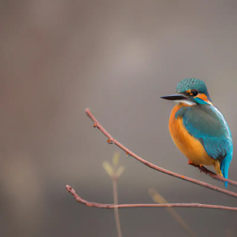 Eisvogel im Flug.