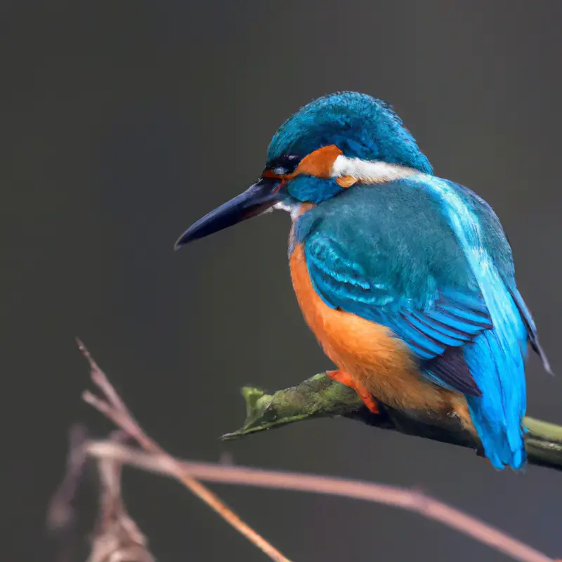 Eisvogel im Flug