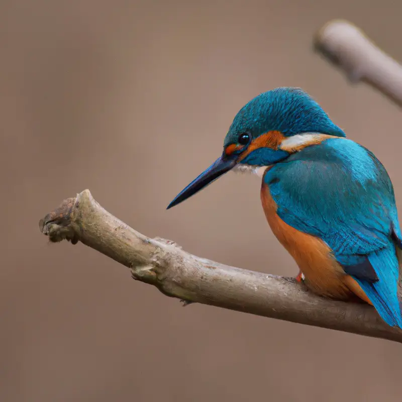 Eisvogel im Flug.