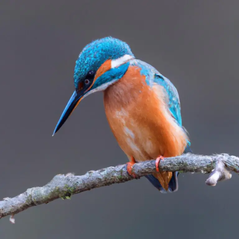 Eisvogel im Flug.