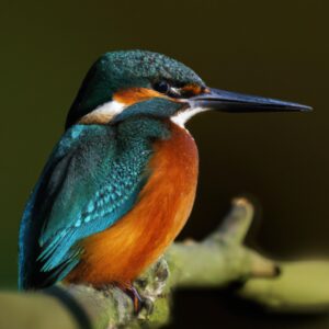 Eisvogel im Flug.