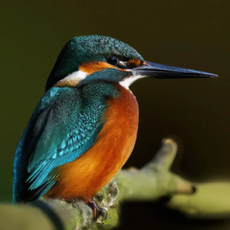 Eisvogel im Flug.