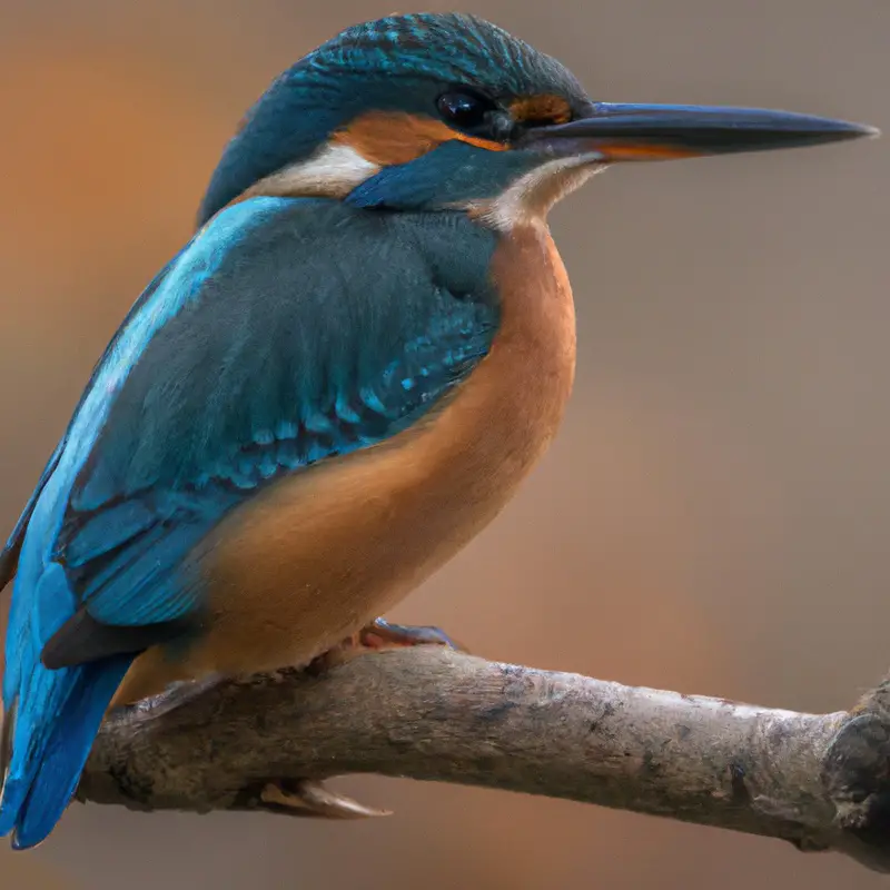 Eisvogel im Flug