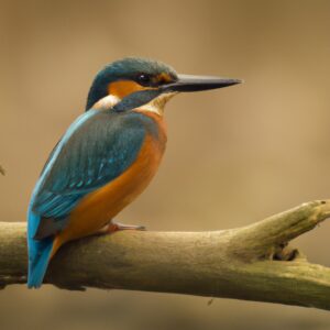 Eisvogel im Flug über Fische.