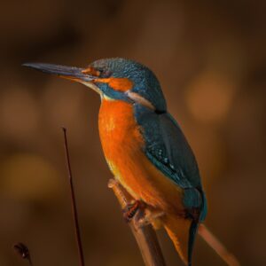 Eisvogel im Fluss.