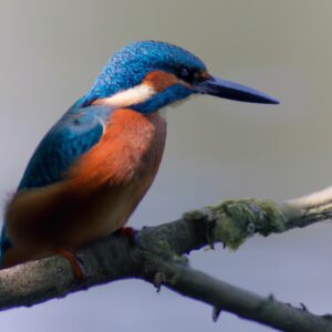 Eisvogel im Fluss.