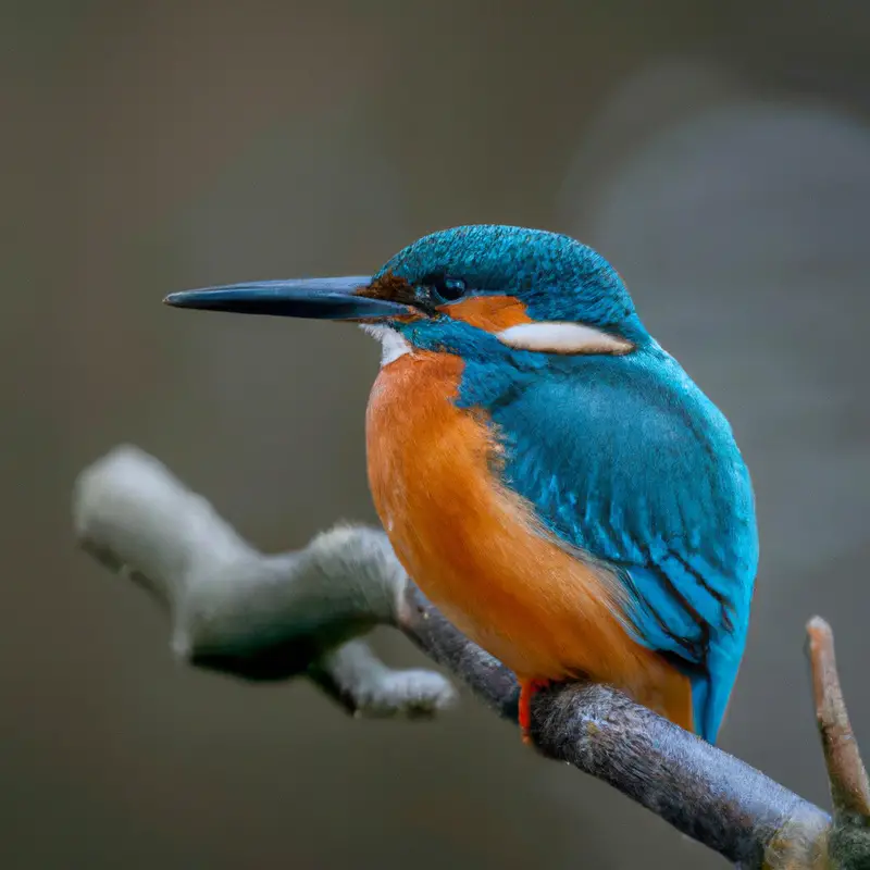 Eisvogel im Fluss.