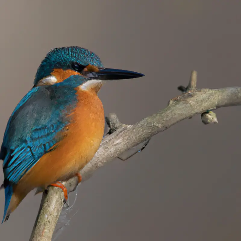 Eisvogel im Lebensraum.