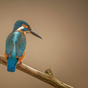 Eisvogel im Nachtlicht.