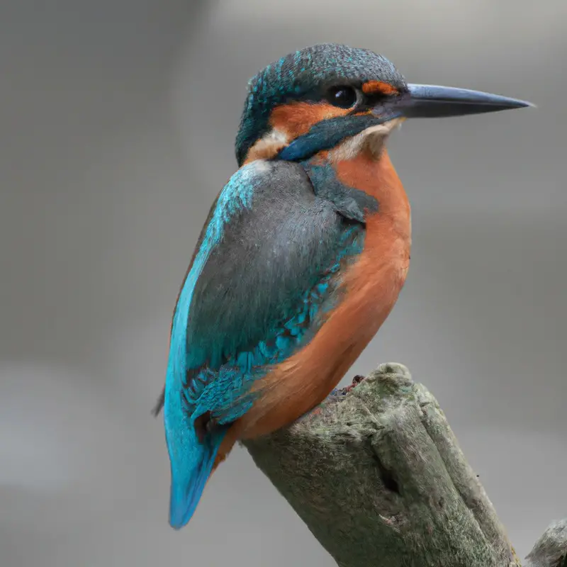 Eisvogel im Naturschutz