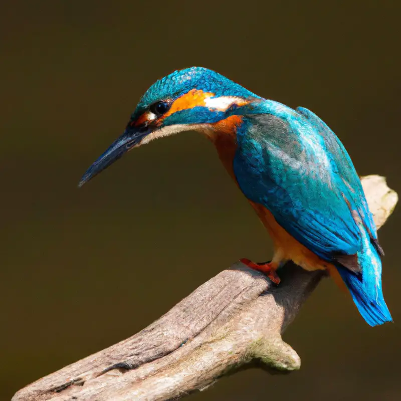 Eisvogel im Nest