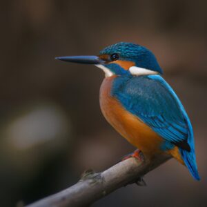 Eisvogel im Wasser.