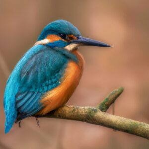 Eisvogel im verschmutzten Lebensraum.