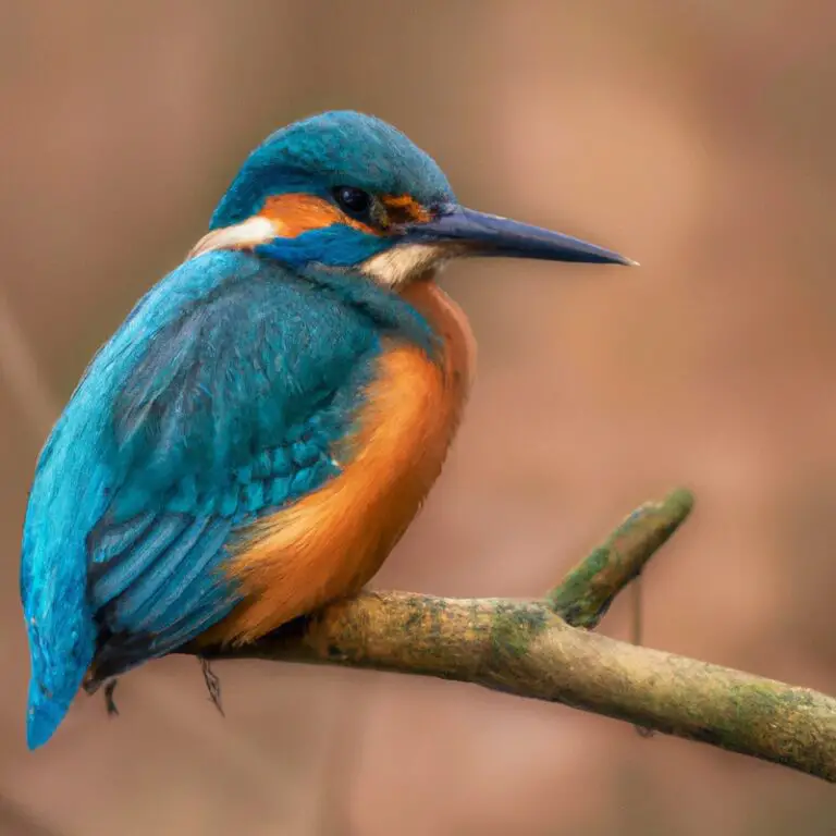 Eisvogel im verschmutzten Lebensraum.