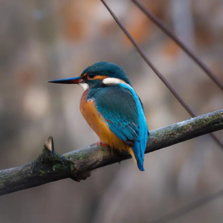 Eisvogel in Aktion.