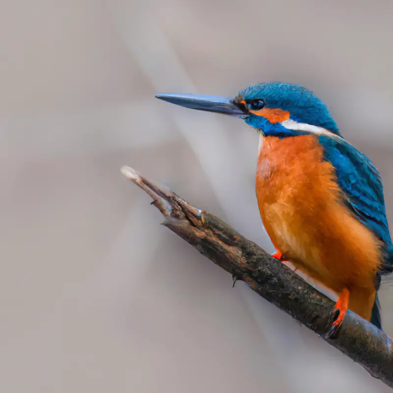 Eisvogel in Bewegung