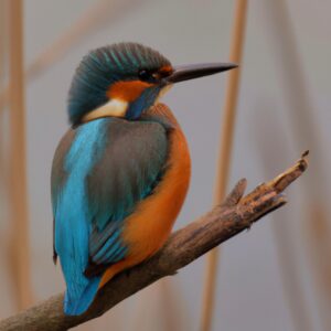 Eisvogel in Blau