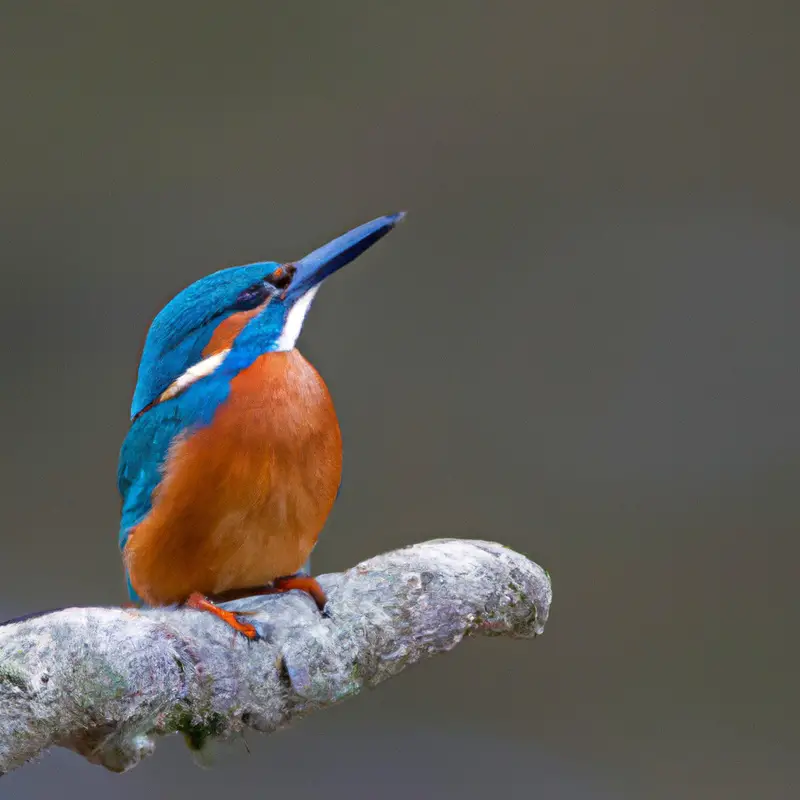 Eisvogel in Flug