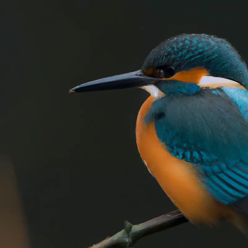 Eisvogel in Flug