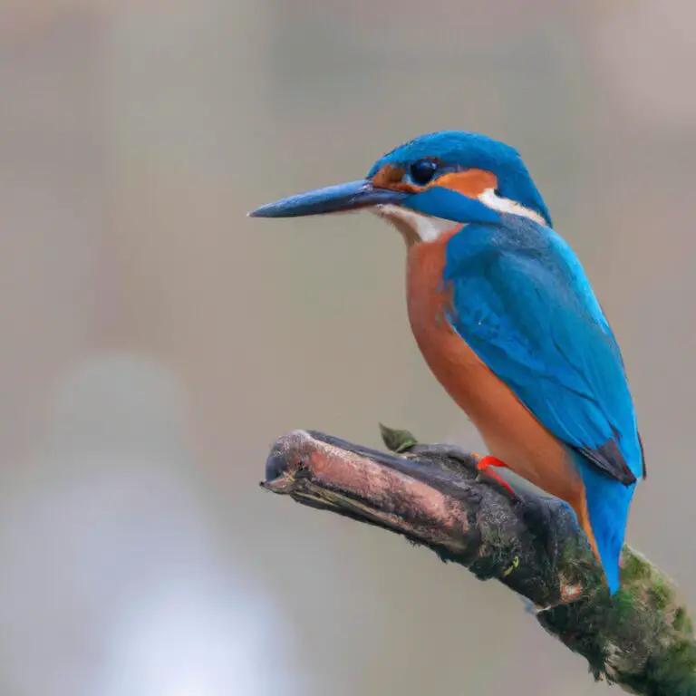 Eisvogel in Legende