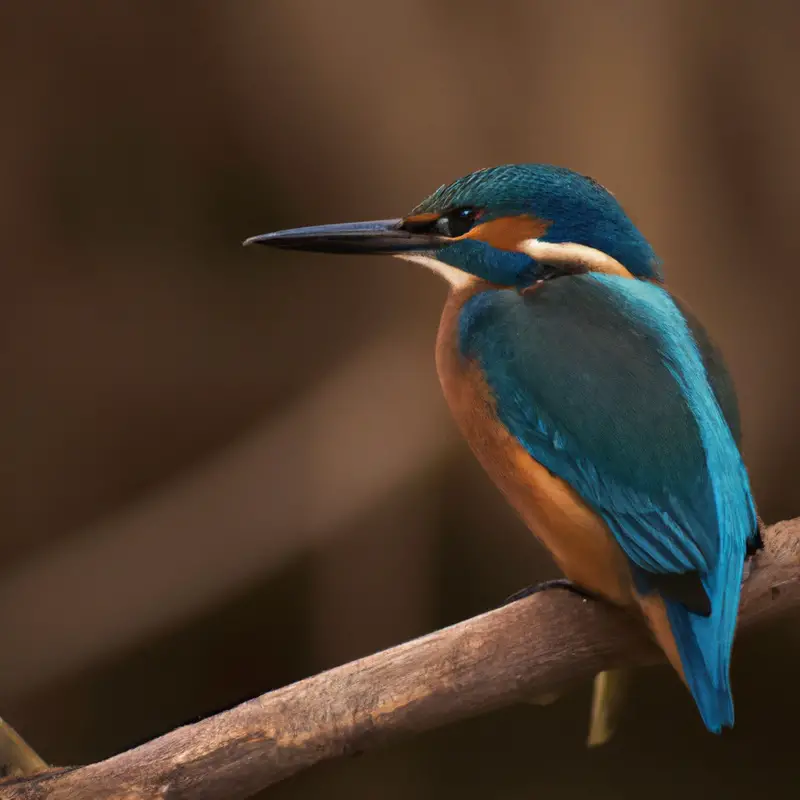 Eisvogel - leuchtend blau