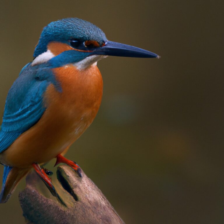 Eisvogel mit Fisch