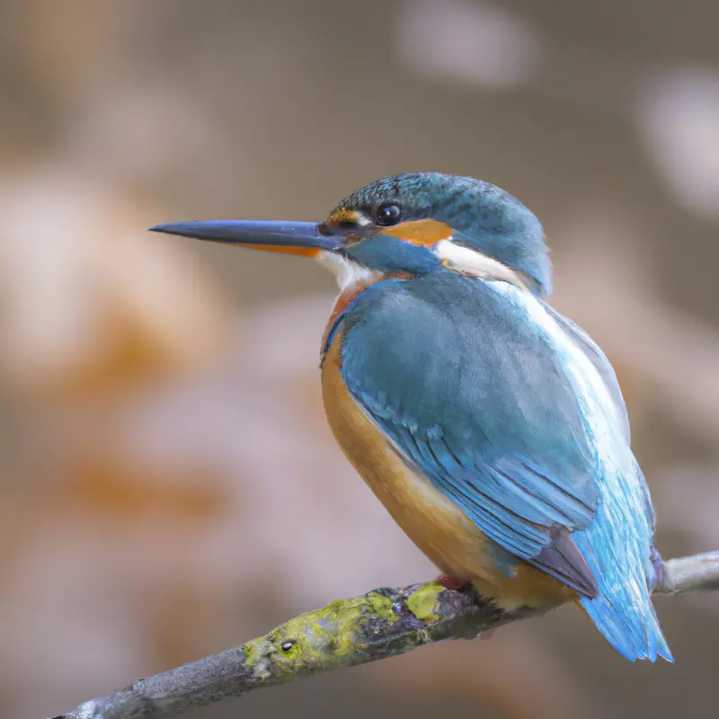 Eisvogel mit Fisch