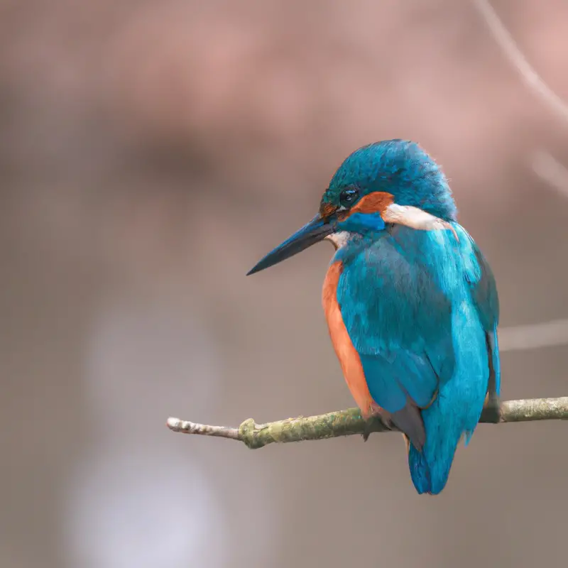 Eisvogel - natürlich und farbenfroh.