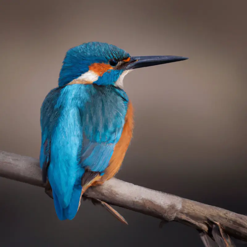 Eisvogel taucht.