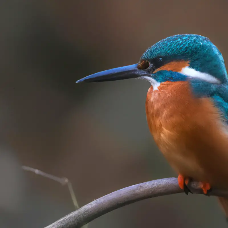 Eisvogel taucht.