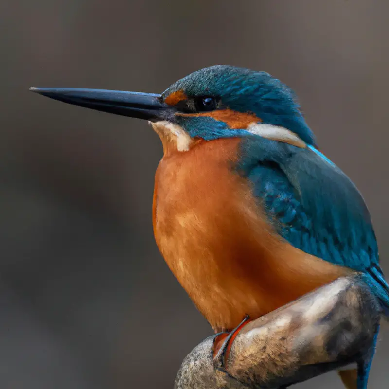 Eisvogel über Wasser.