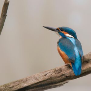 Eisvogel über Wasser