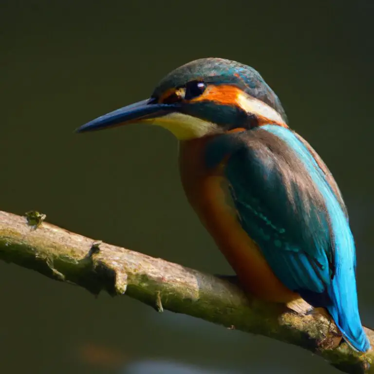 Eisvogel über Wasser.