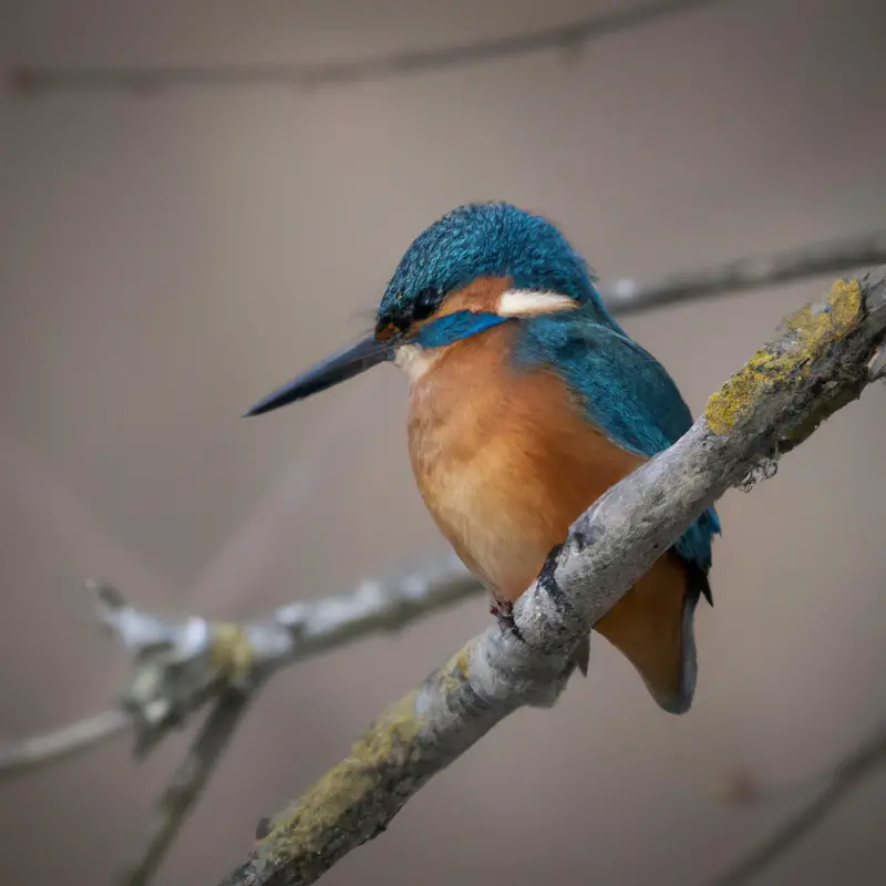 Eisvogel über Wasser.