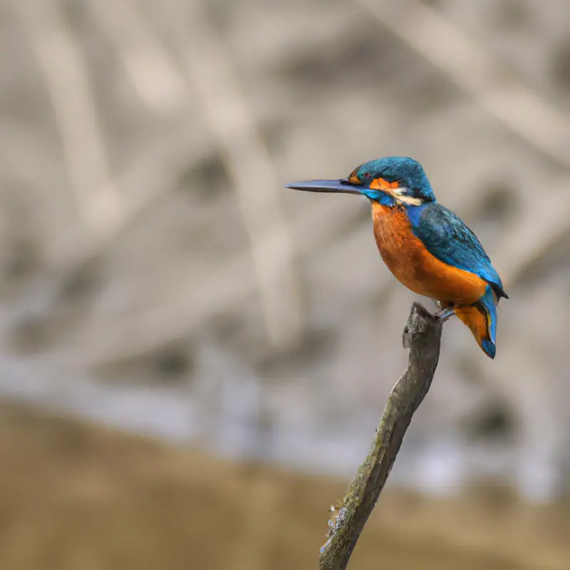 Eisvogel verteidigt Revier.