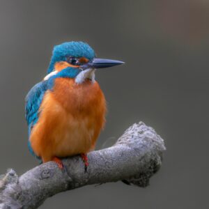 Eisvogelarten im Wasser