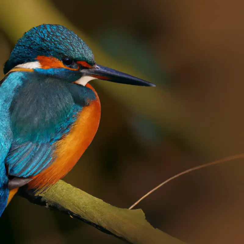 Farbenprächtiger Vogel.