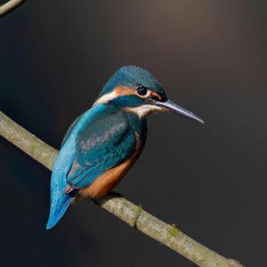 Gelber Eisvogel über Wasser.