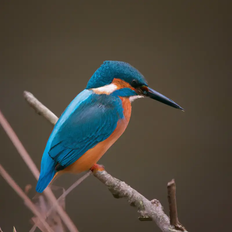 Schneller Vogel.