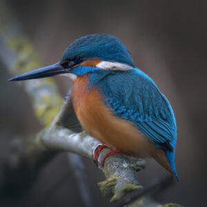 Schöner Eisvogel.