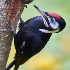 Schwarzspecht im Wald.