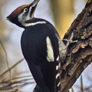 Schwarzspecht im Wald.