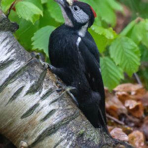 Schwarzspecht sucht Pilze.