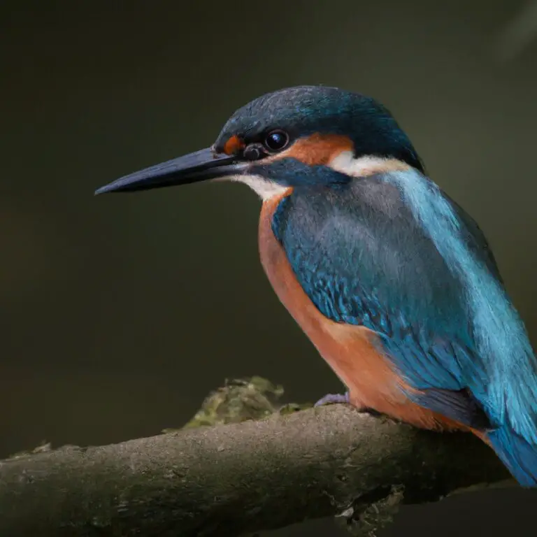 Stolzer Eisvogel.